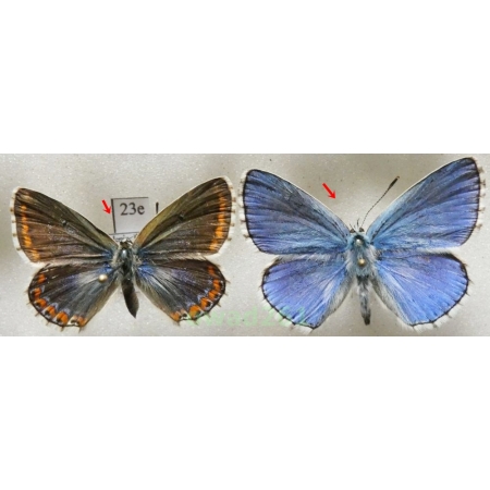 Polyommatus bellargus (Rottemburg, 1775) pair Poland23e